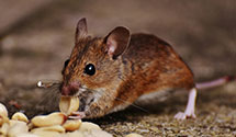 24 Hour & Emergency Exterminators in Northampton, MA